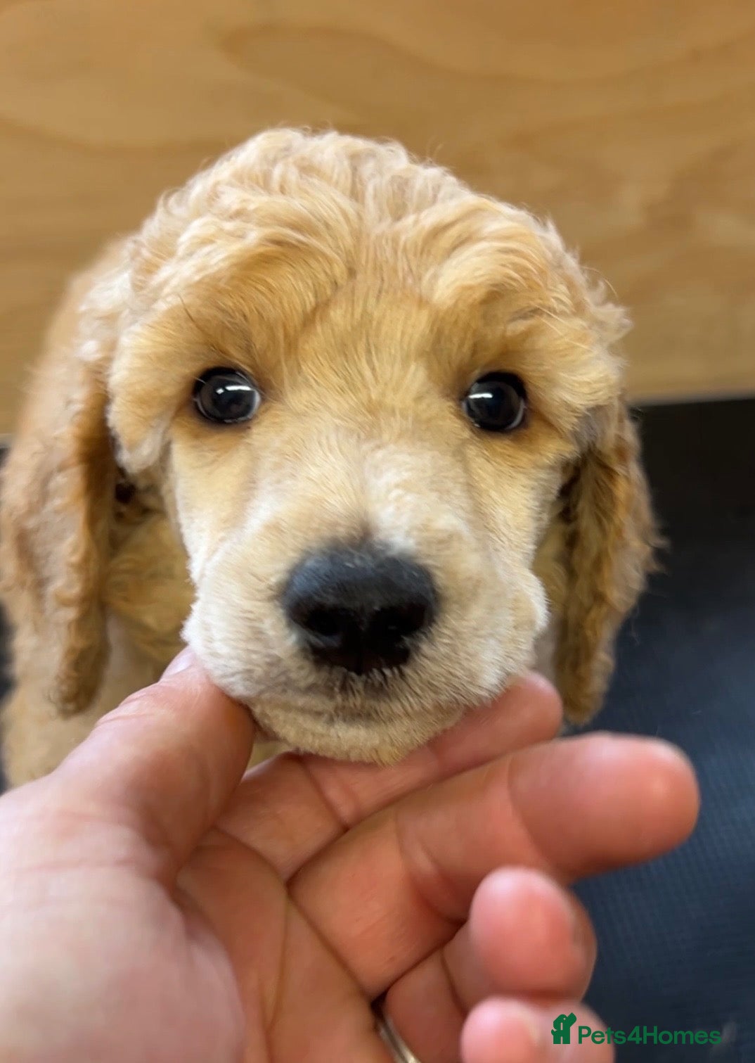 Standard Poodle dogs Beautiful Apricot Boy Available  - Advert 1