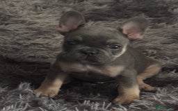 French Bulldog dogs for sale: 2 puppies remaining - French Bulldog puppies  - Image 5