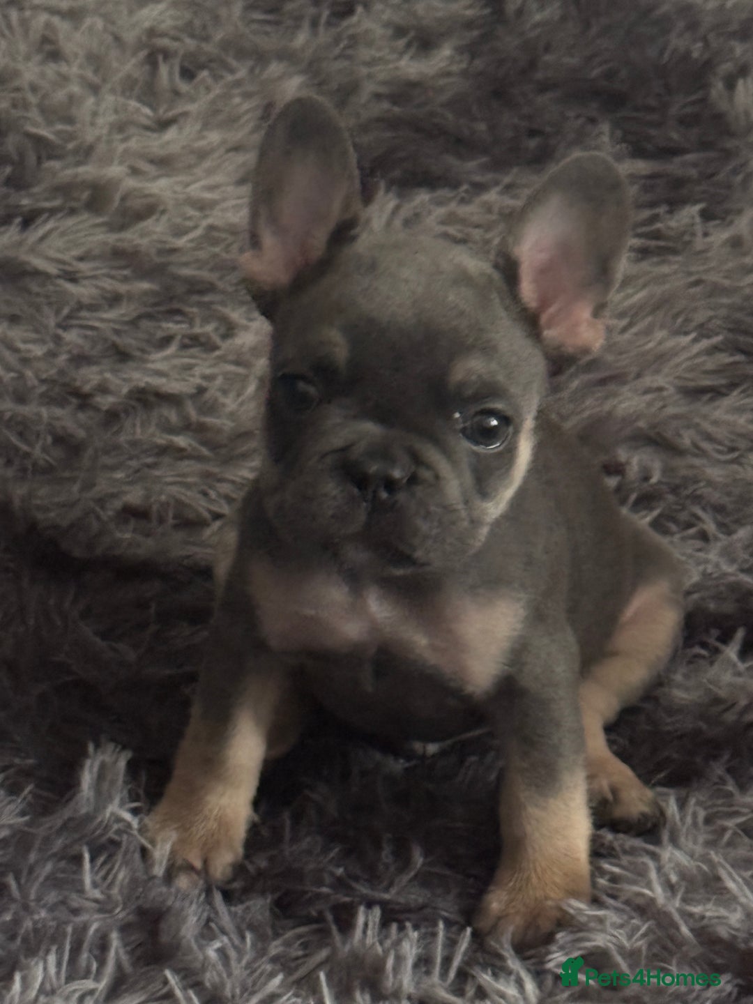 French Bulldog dogs for sale: 2 puppies remaining - French Bulldog puppies  - Image 5