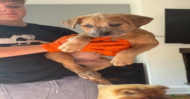 Mixed Breed dogs - Advert 2
