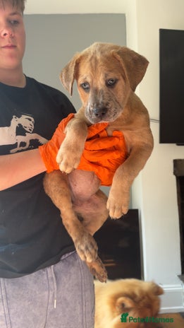 Mixed Breed dogs - Advert 2