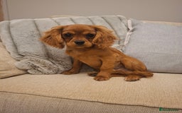 Cavalier King Charles Spaniel dogs for sale: KC REG Health tested parents 💙🩵 - Image 5