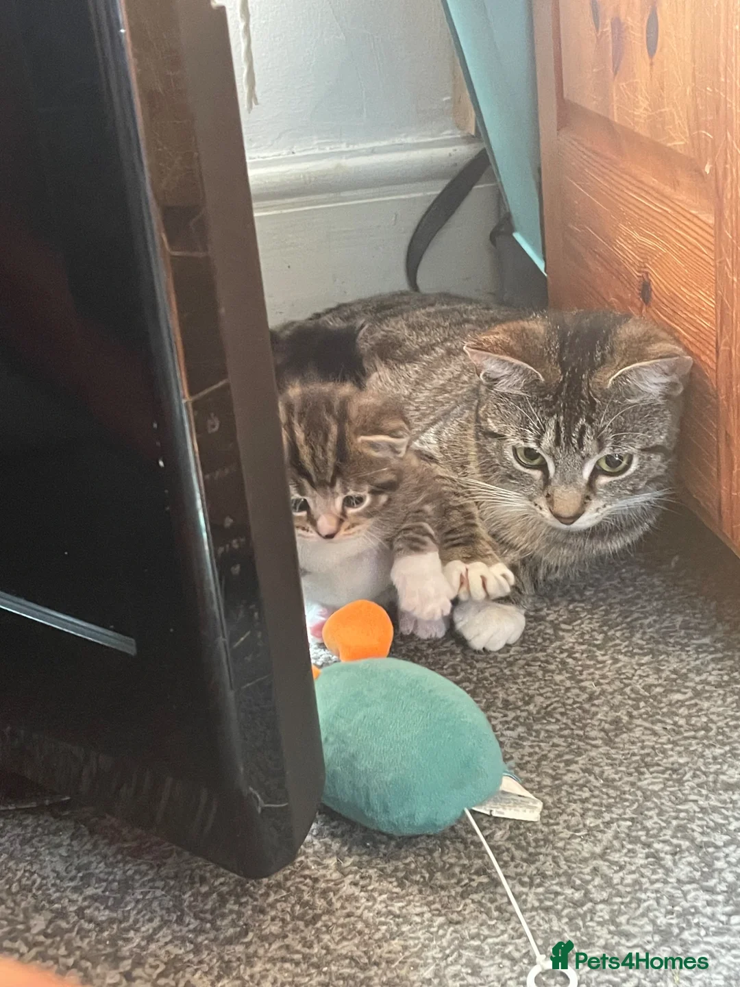 Bengal cats for sale: Bengal/Tabby beautiful kittens  - Advert 2