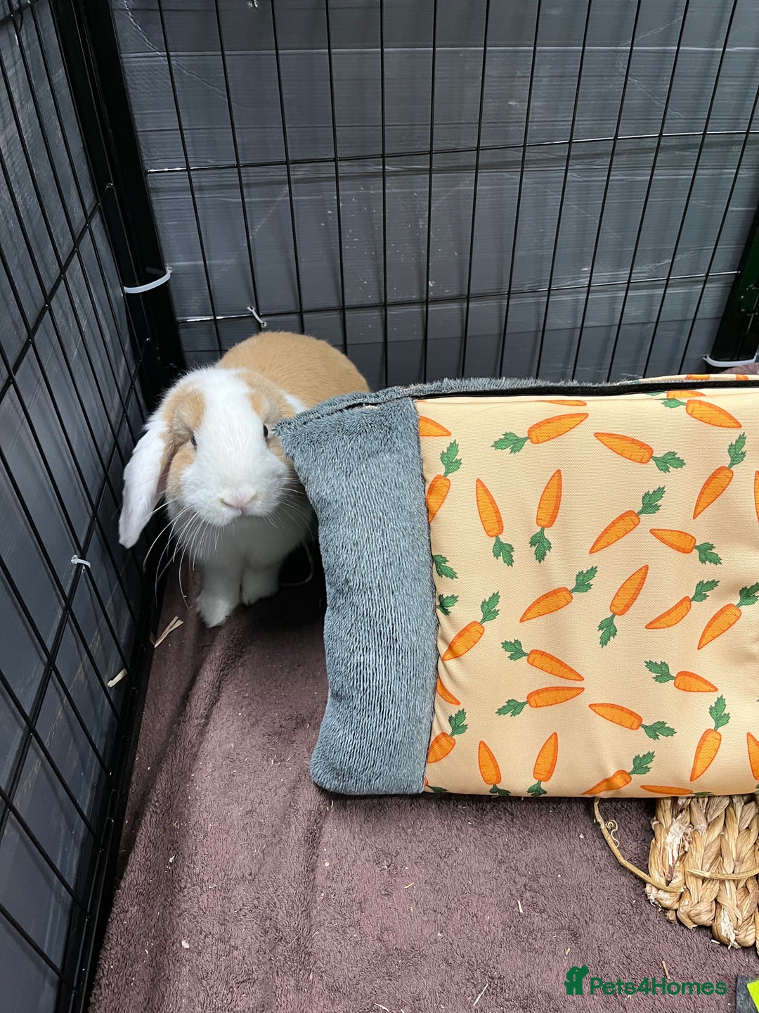Mini Lop rabbits for sale: Male rabbit for sale - Advert 4