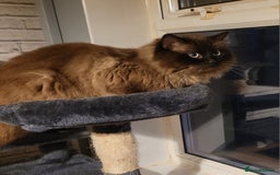 Ragdoll cats for sale: 3 Ragdoll kittens 15th November  - Image 5