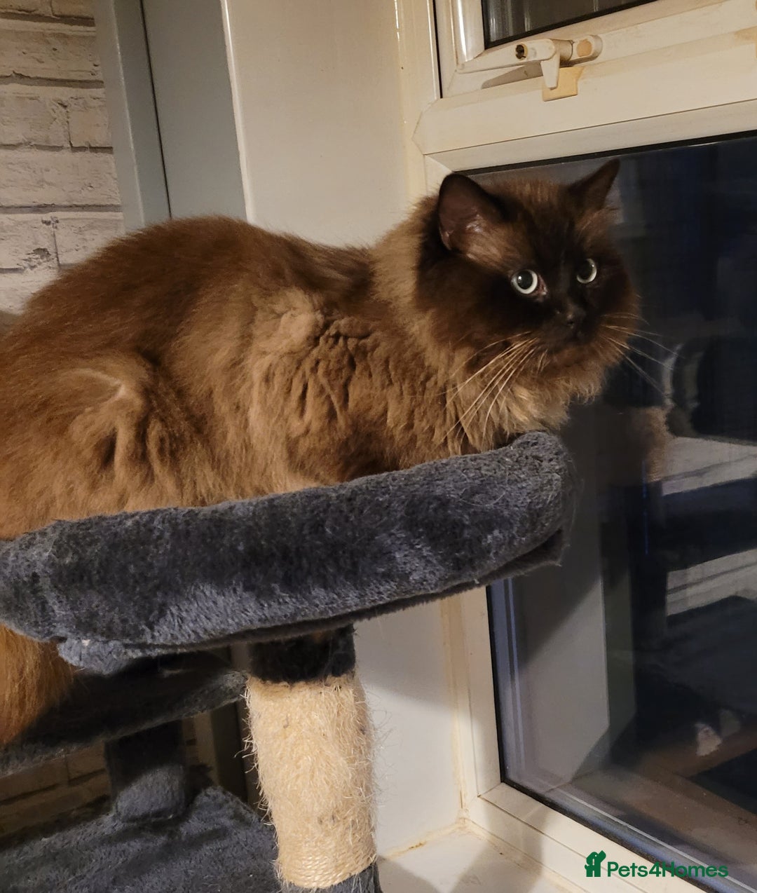 Ragdoll cats for sale: 3 Ragdoll kittens 15th November  - Image 5