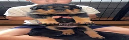 Rottweiler dogs for stud: Stunning KC male Rottweiler for stud  - Advert 2