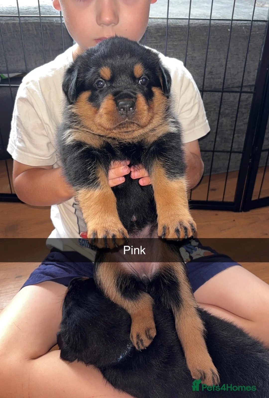 Rottweiler dogs for stud: Stunning KC male Rottweiler for stud  - Advert 2