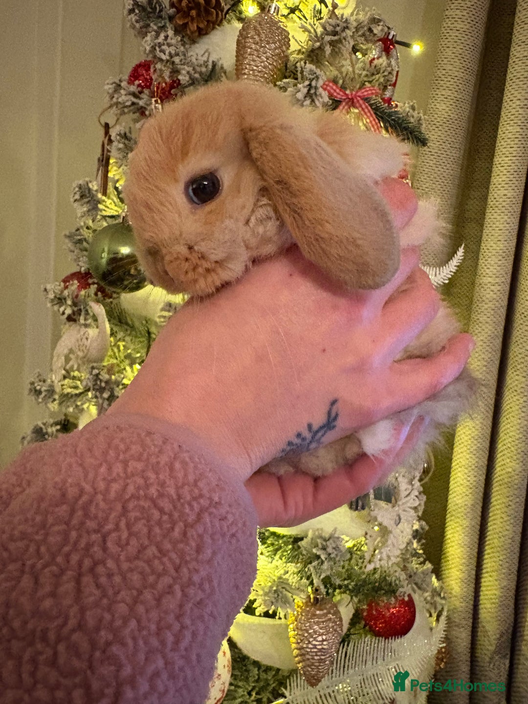 Mini Lop rabbits for sale: 8 week old Mini Lop  - Advert 3