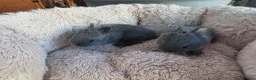 Netherland Dwarf rabbits for sale: Netherland dwarf bunnies-new litter - Advert 10