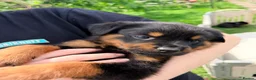 Rottweiler dogs for sale: 8 Rottweiler Pups (ONLY 2 LEFT) - Advert 7