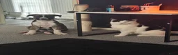 Mixed Breed dogs for sale: Re homing  in Stroud - Advert 6