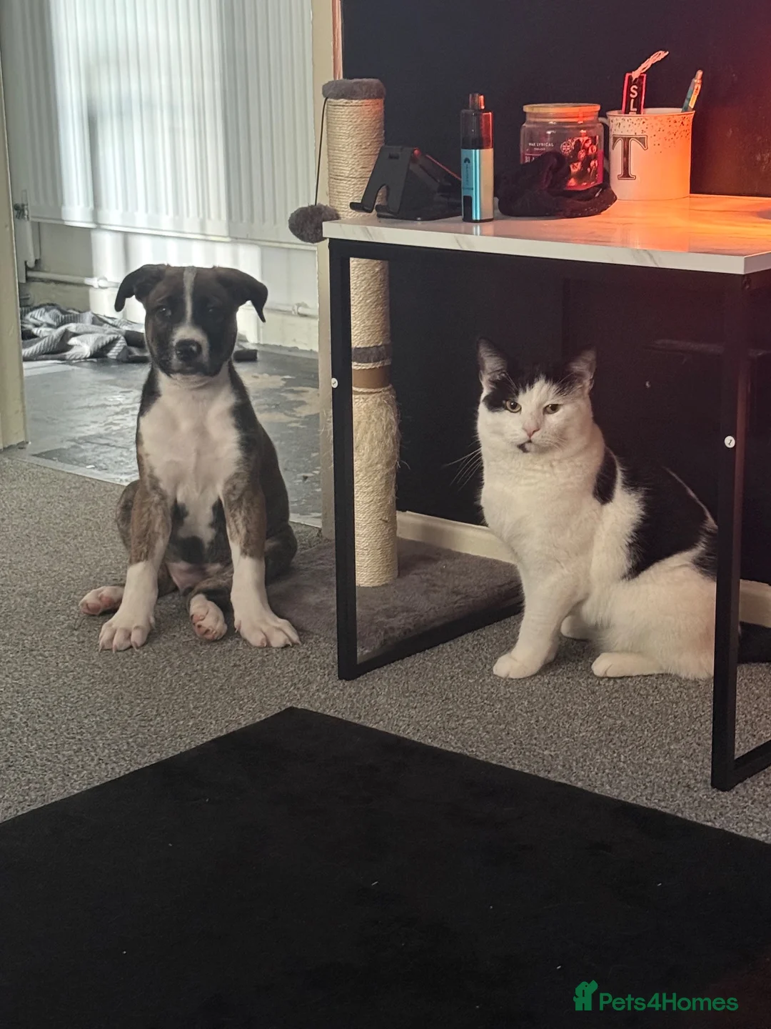Mixed Breed dogs for sale: Re homing  in Stroud - Advert 6