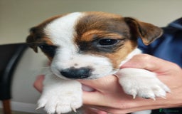 Jack Russell dogs for sale: Jack Russell puppies  - Image 12