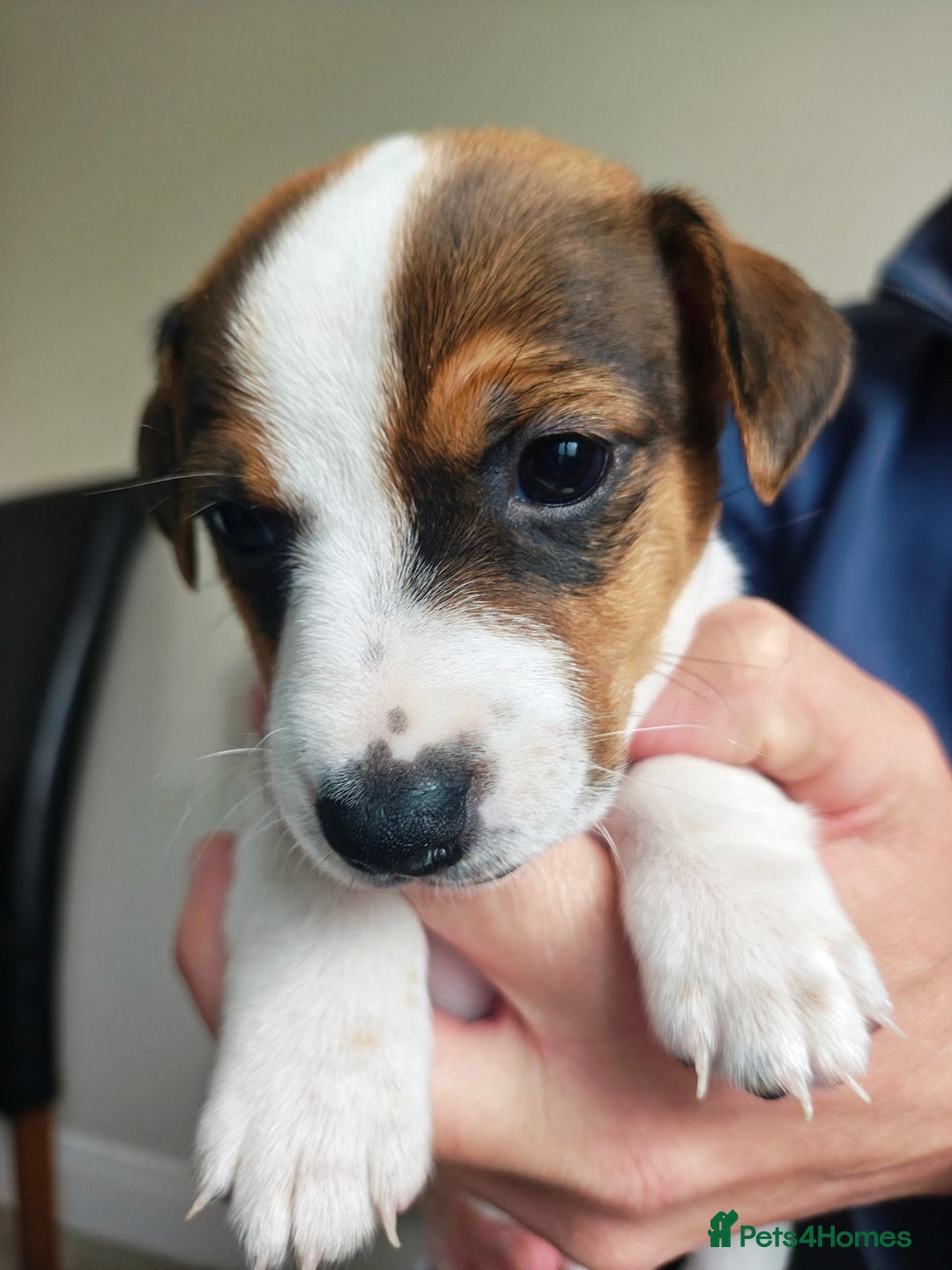 Jack Russell dogs for sale: Jack Russell puppies  - Image 12