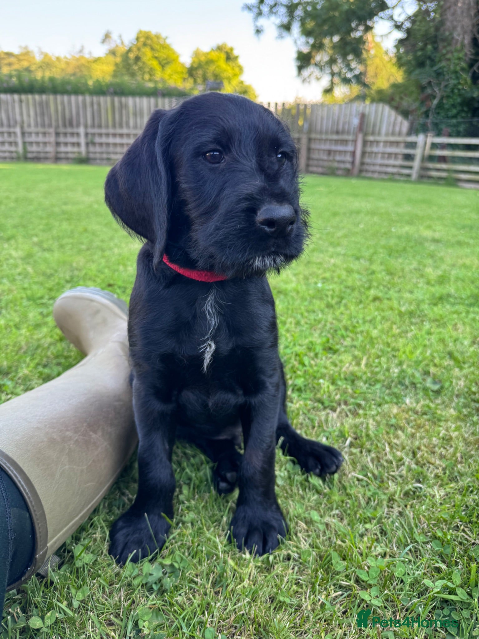 Mixed Breed dogs 🌟Ready Now🌟 GWPxLab - Advert 1