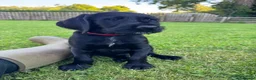 Mixed Breed dogs for sale: 🌟Ready Now🌟 GWPxLab - Advert 3