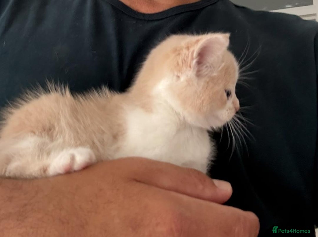 Mixed Breed cats for sale: Beautiful half britishshorthaired - Image 30
