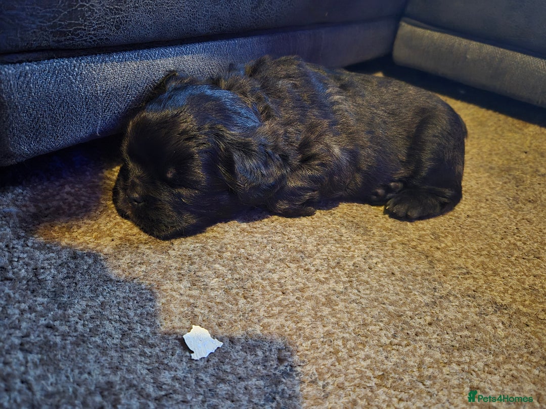 French Bulldog dogs for sale: 3 female french bulldogs - Advert 8