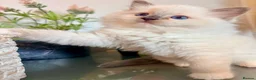 Ragdoll cats for sale: TICA REGISTERED CHAMP LINE EU RAGDOLLS✨️🏆 🩷 - Advert 15