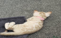 Bengal cats for sale: SNOW BENGAL BLUE EYES TICA PET/ACTIVE - Image 21