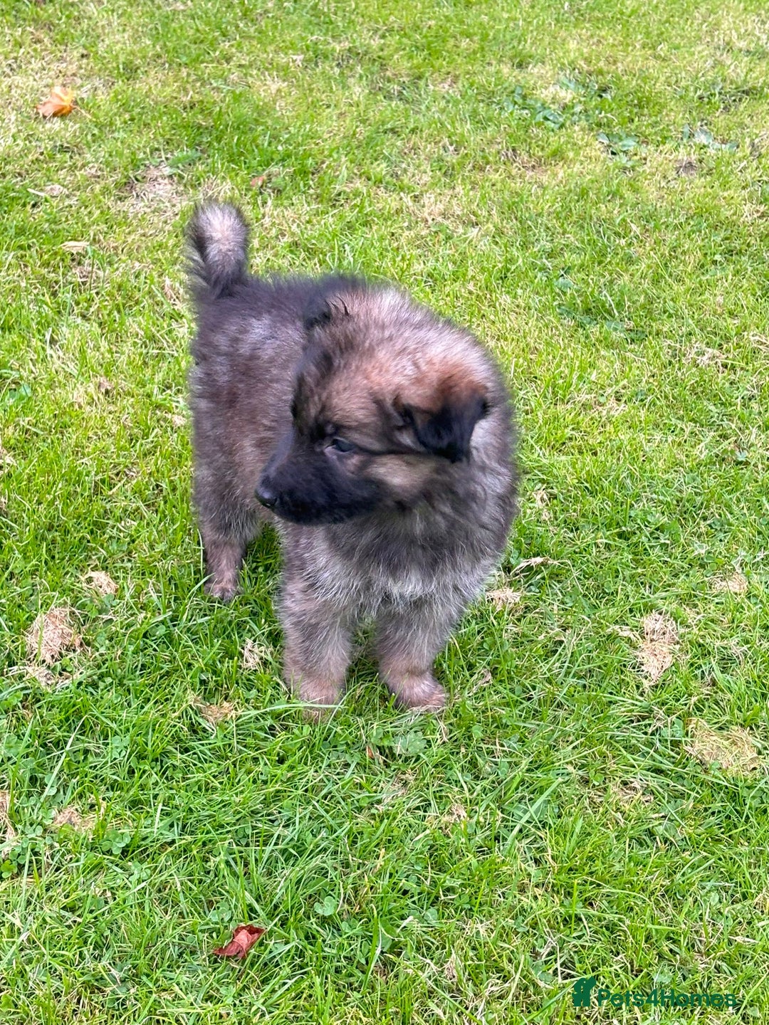 German Shepherd dogs for sale: German shepherd puppies for sale  - Image 14