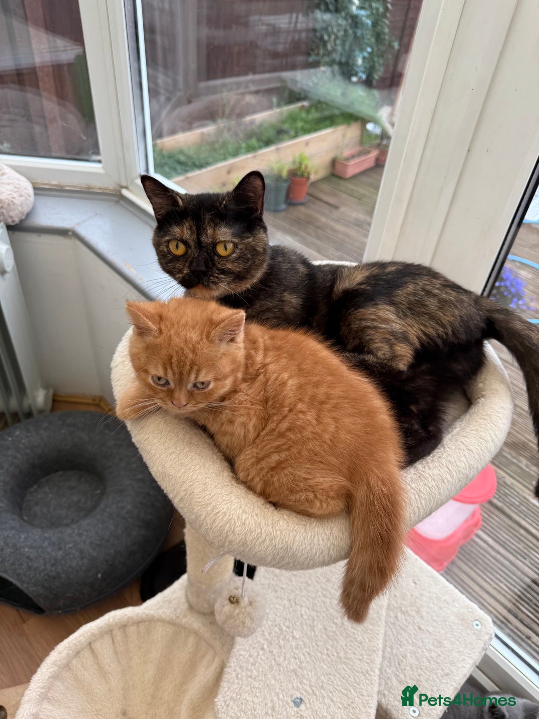 British Shorthair cats for sale: Rare Coloured British Shorthair kittens - Image 23