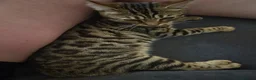 Mixed Breed cats for sale: Bengal & Blue Russian Girl 1Year Old - Advert 3