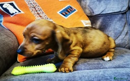 Dachshund dogs for sale: Unusual colour beautiful miniature dachshound pups - Advert 11