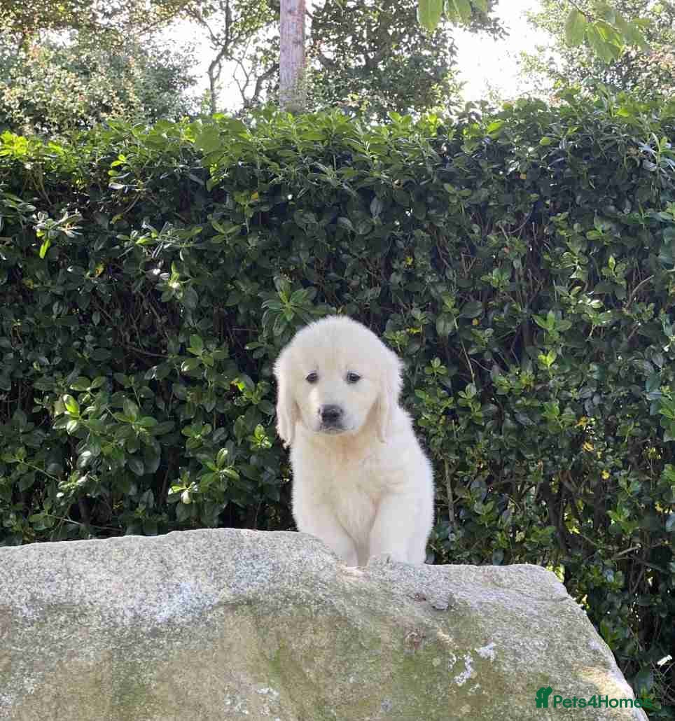Golden Retriever dogs for sale: Delightfully litter golden retriever puppies in Baldock - Advert 7