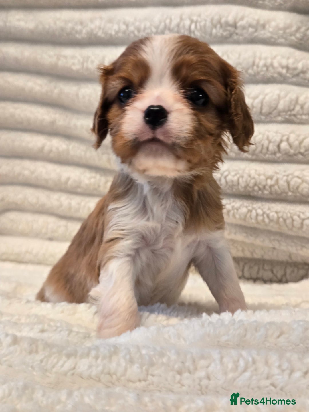 Cavalier King Charles Spaniel dogs for sale: KC Reg fully health tested parents cavvie pups  - Advert 17