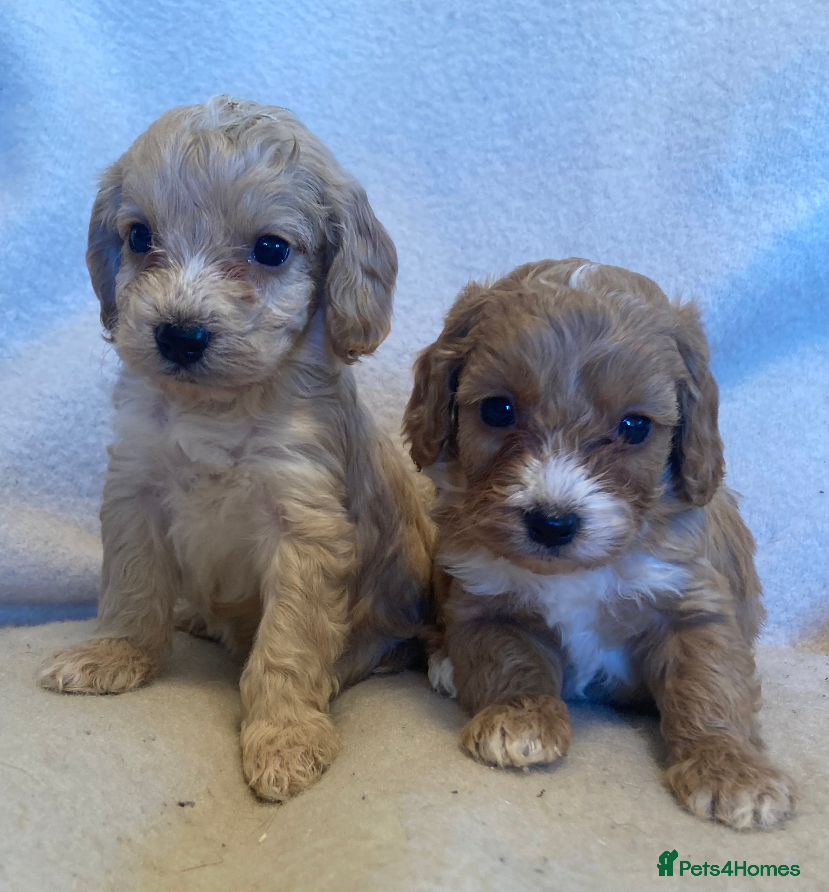 Cockapoo dogs F1 cockapoos - Advert 8