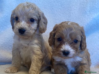 Cockapoo dogs F1 cockapoos - Advert 6