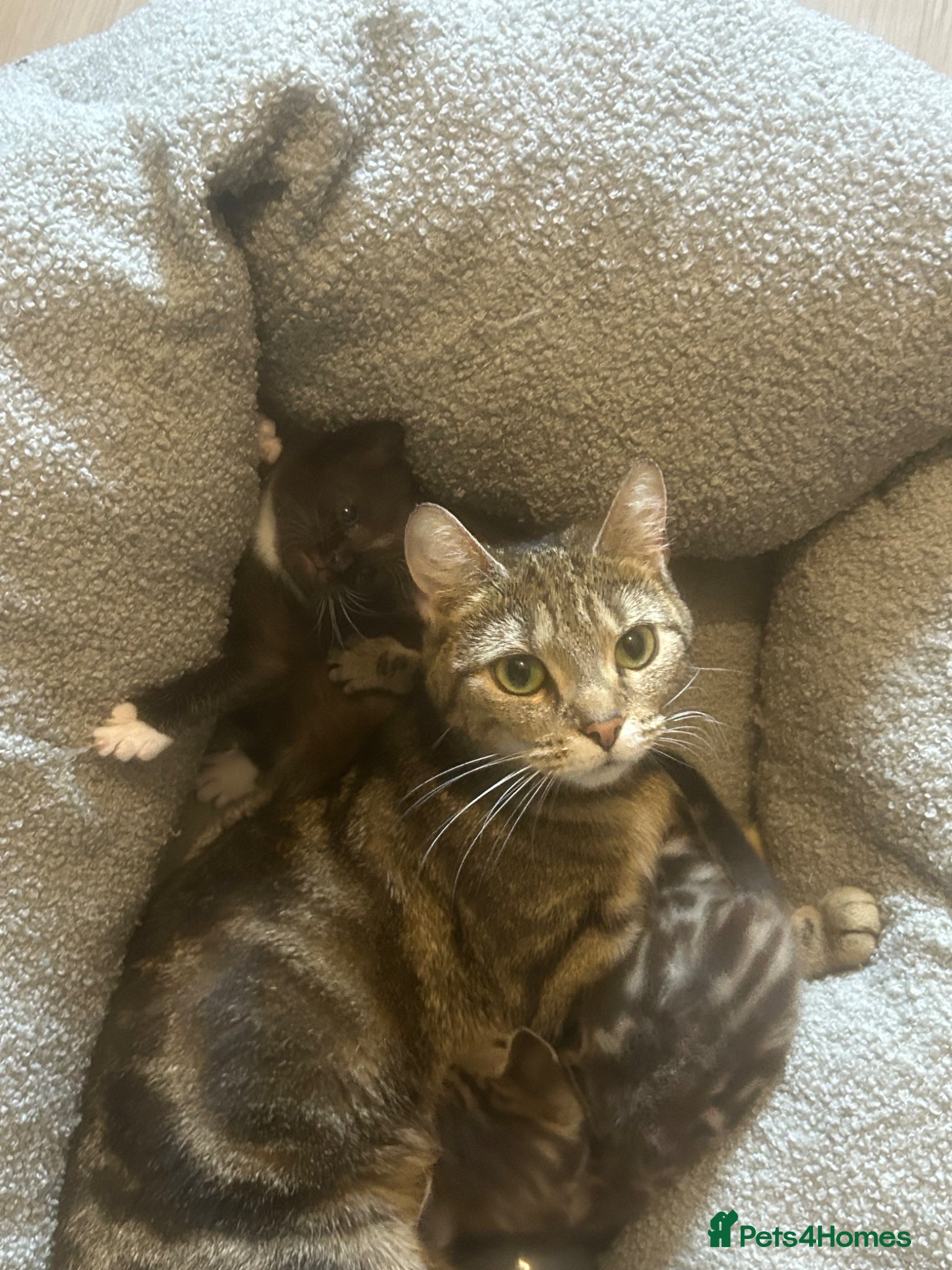 Mixed Breed cats Male kitten  - Advert 1