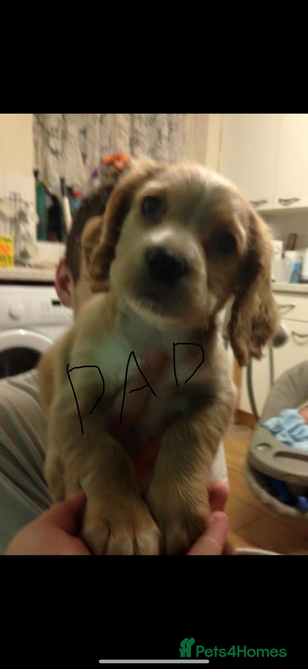 Cocker Spaniel dogs for sale: 6 beautiful cocker spaniels puppy’s born 01/12/25 - Advert 12