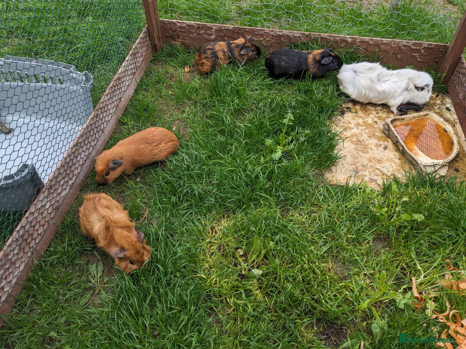 Guinea Pig rodents Guinea pigs  - Advert 1