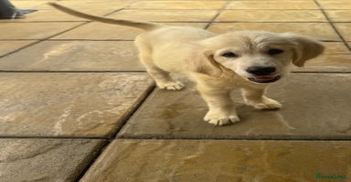 Golden Retriever dogs - Advert 3