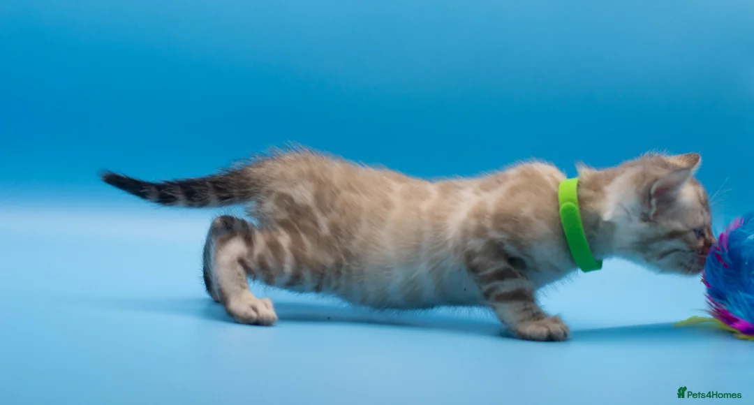 Bengal cats for sale: TICA Registered Bengal Kittens – Truly Magnificent - Advert 38