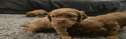 Cocker Spaniel dogs for sale: Cocker Spaniel Puppies - Advert 6