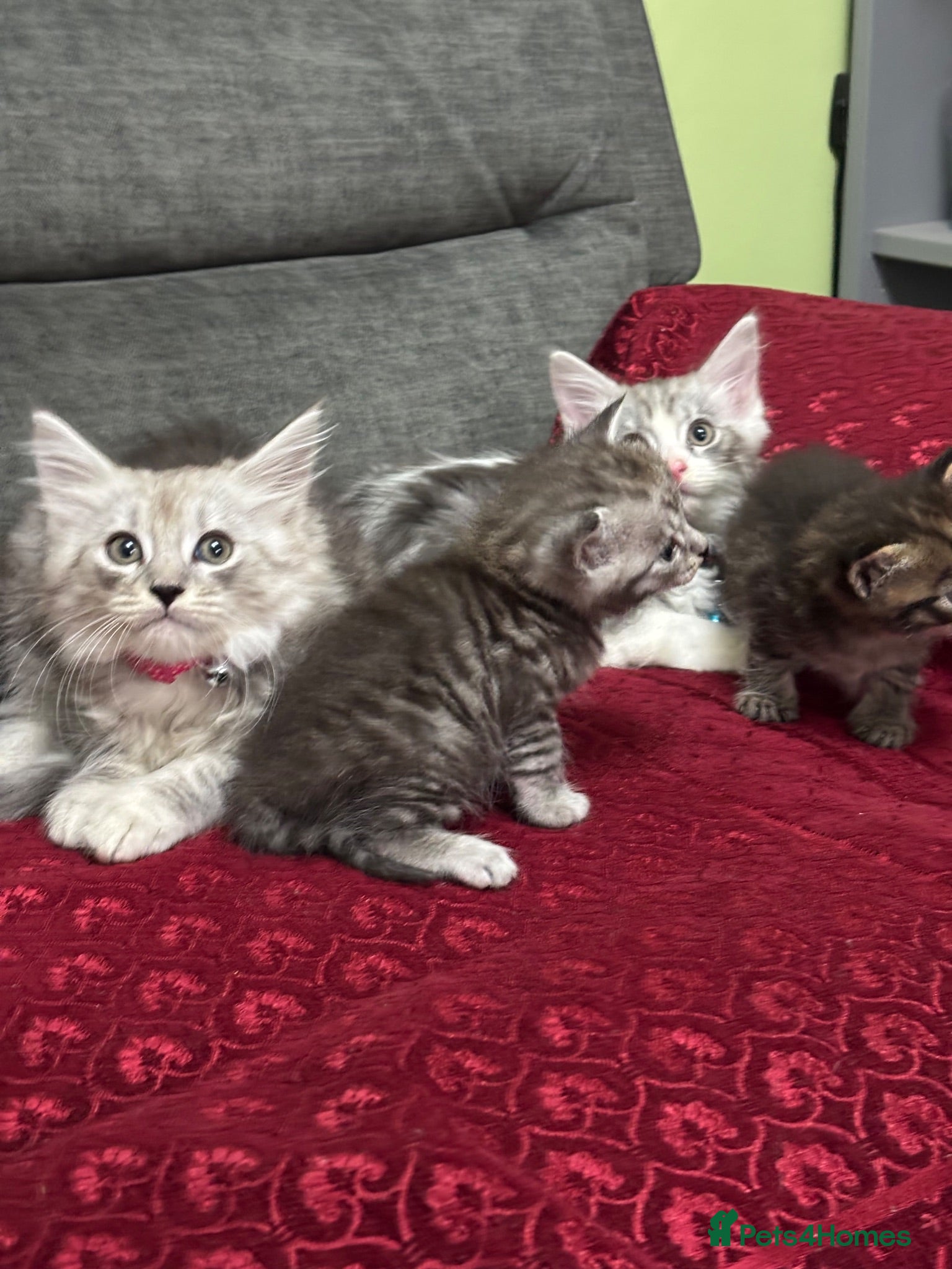 Ragcoon cats 🐾 Adorable RAGCOON Kittens ! 🐾 - Advert 2