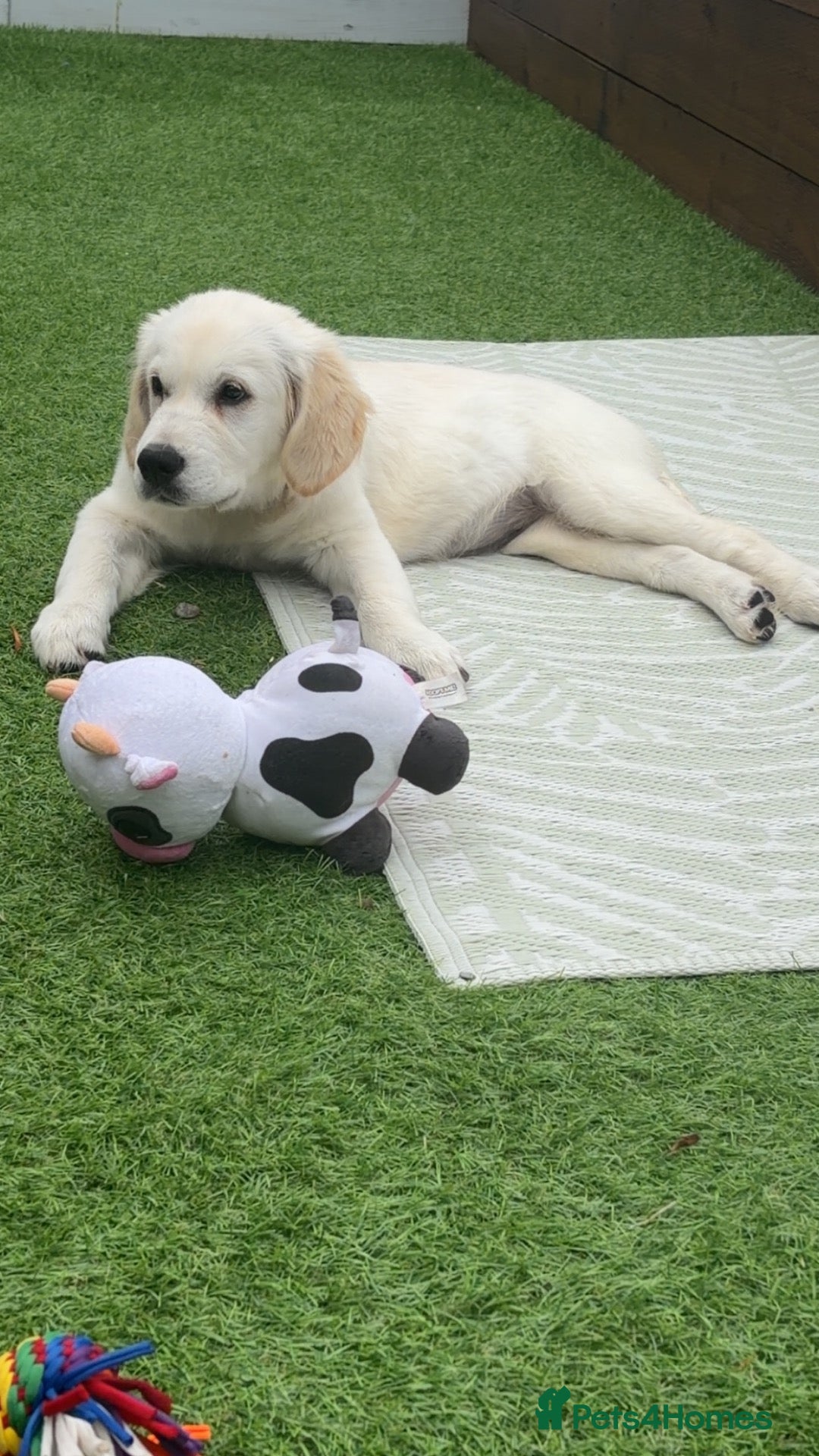 Golden Retriever dogs Golden Retriever pup - Advert 5