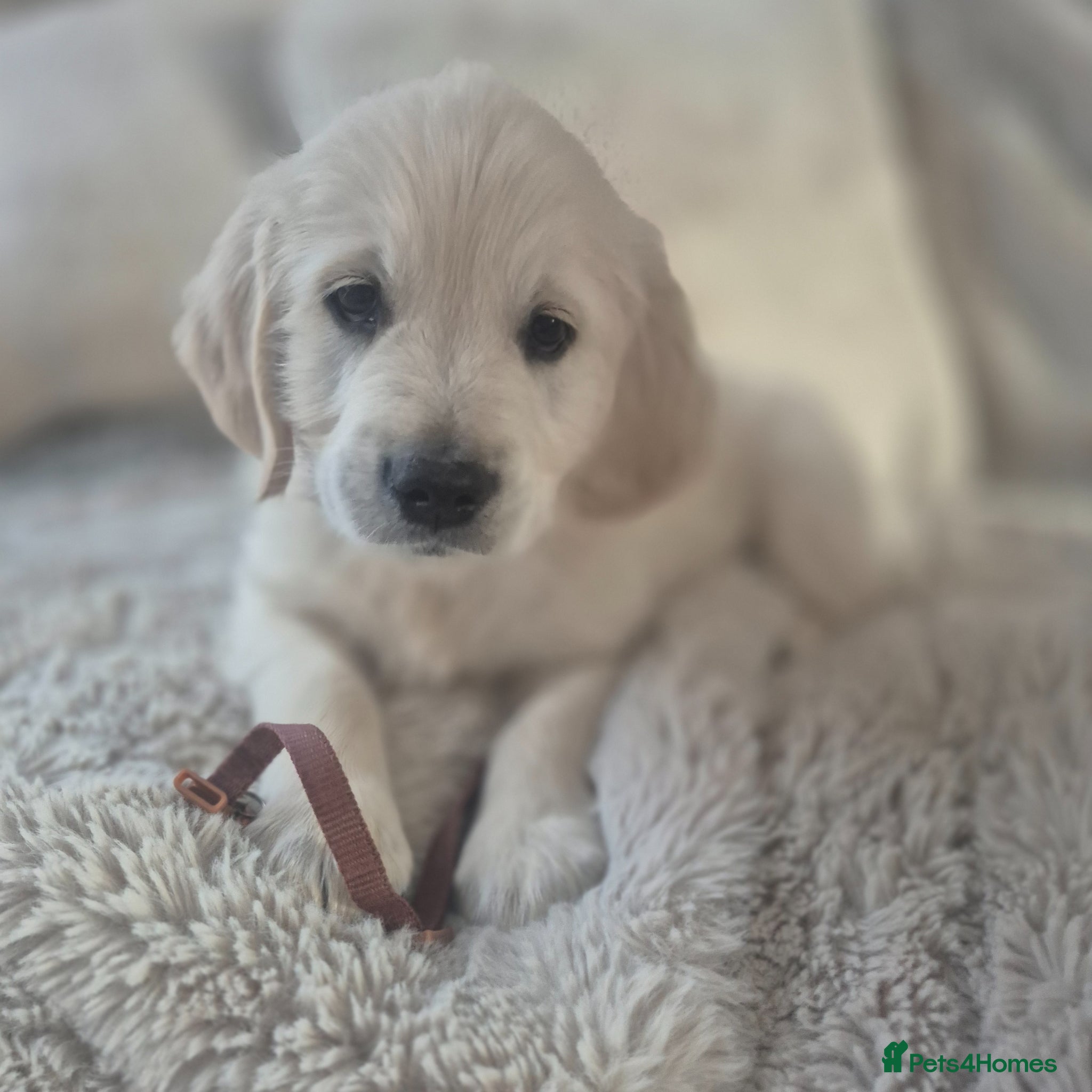Golden Retriever dogs Ready Tomorrow! Adorable Golden Retriever Puppies - Advert 12