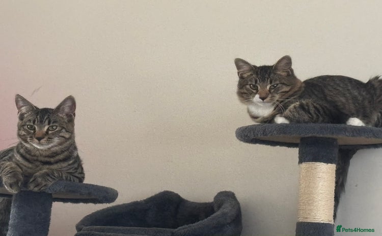 Mixed Breed cats - Advert 1