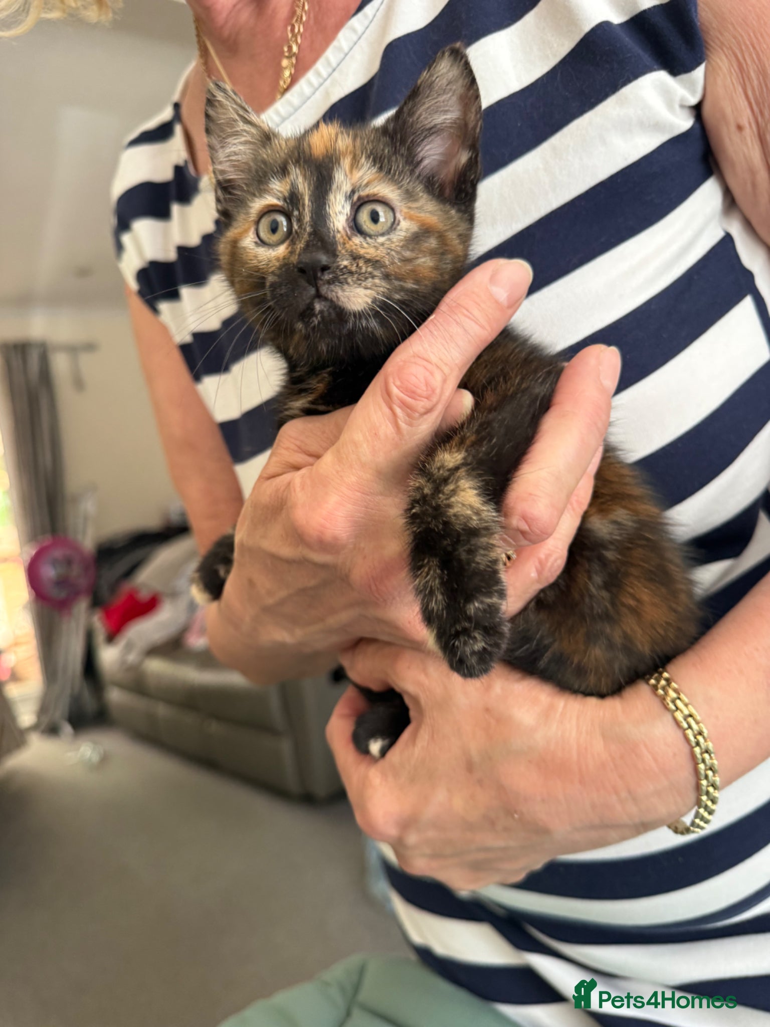 Mixed Breed cats for sale: Kittens for sale READY NOW in Brandon - Advert 21