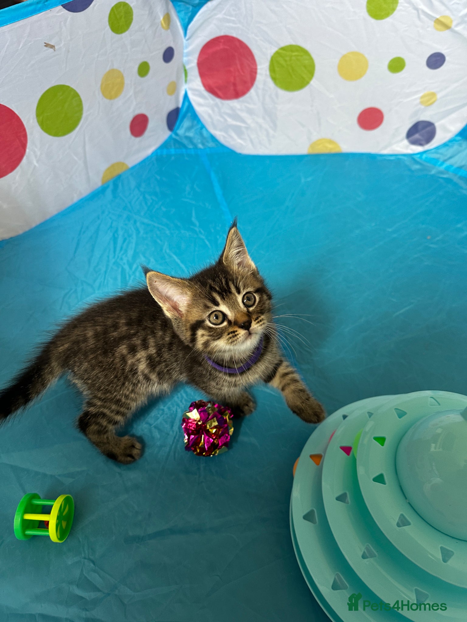 Mixed Breed cats for sale: Maine Coon x British Short Hair Kittens in Cambridge - Advert 12