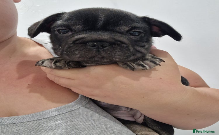 French Bulldog dogs - Advert 3