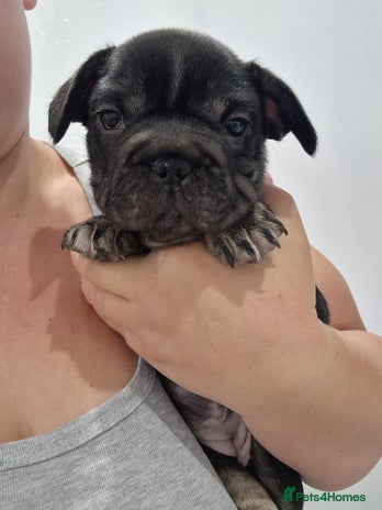 French Bulldog dogs - Advert 3