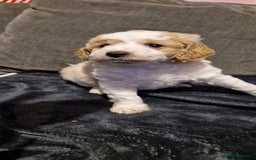 Chipoo dogs for sale: Poodle cross chihuahua puppies  - Advert 6