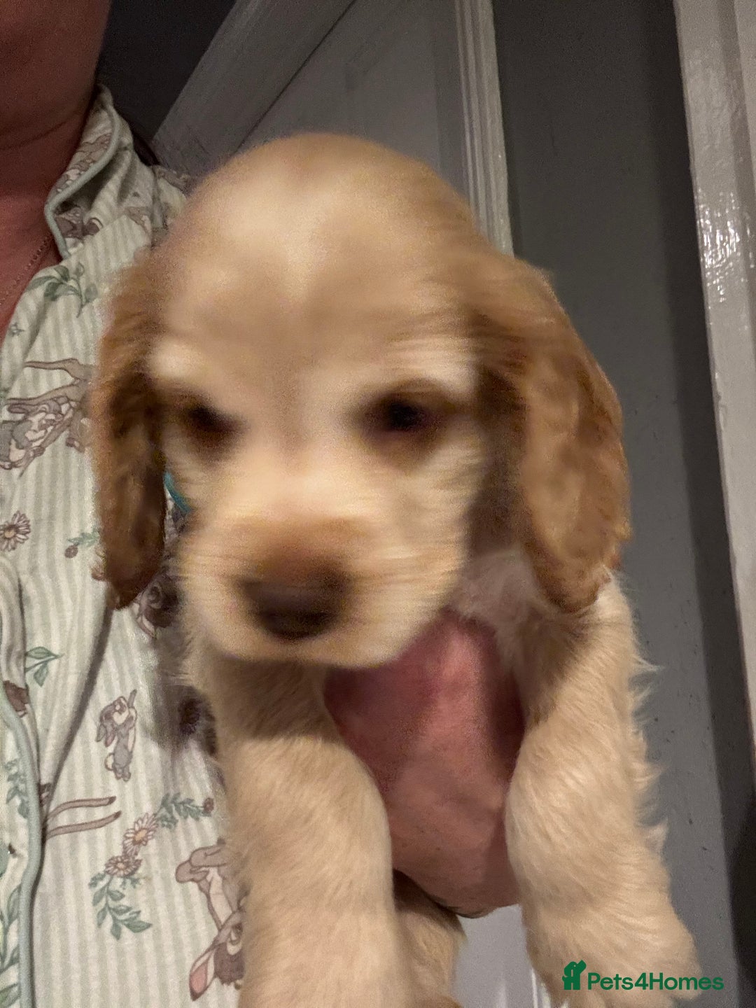 Cocker Spaniel dogs for sale: Stunning litter of Show Cocker Spaniel Puppies - Image 8