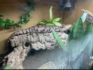 Skink reptiles Blue tongue skink and full 4ft set up - Advert 6